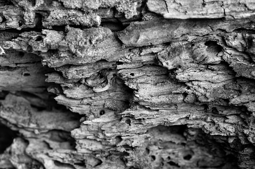 Tree Bark. Black and white. Close shot.