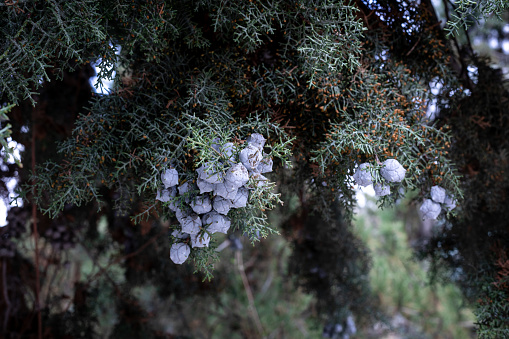 Juniper branch with berries. Juniperus communis. Evergreen thorny branches.