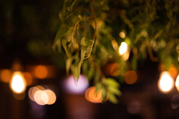 istock Leaves and Bulbs in Restaurant 1479501800
