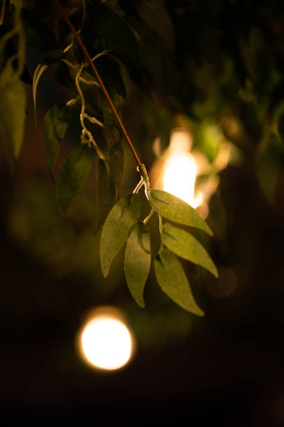 istock Leaves and Bulbs in Restaurant 1479501801