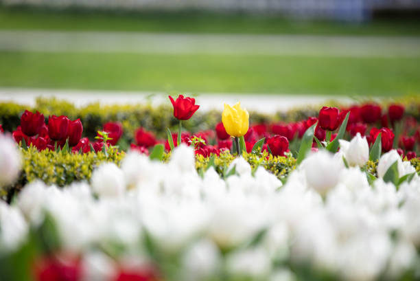 Tulips (Tulipa) are a genus of spring-blooming perennial herbaceous bulbiferous geophytes . The flowers are usually large, showy and brightly coloured, generally red, pink, yellow, or white (usually in warm colours). They often have a different coloured blotch at the base of the tepals, internally.