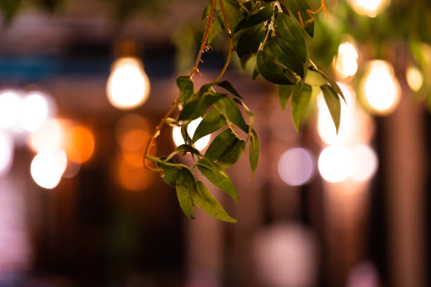 istock Leaves and Bulbs in Restaurant 1479501867
