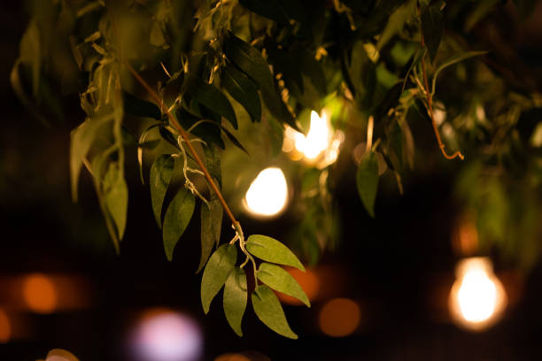istock Leaves and Bulbs in Restaurant 1479501868