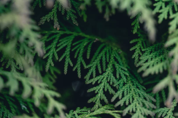 istock Natural background, texture of a coniferous tree branch. 1479503079