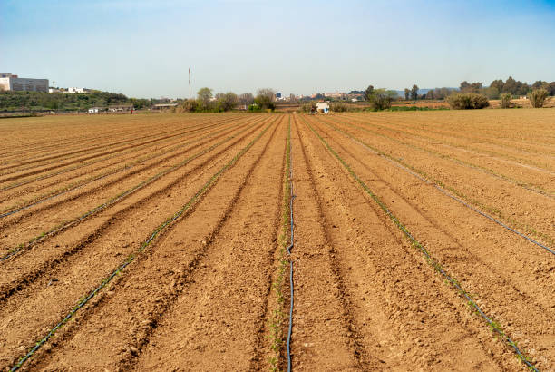 istock Freshly planted tomato field, with drip irrigation system. 1479503229