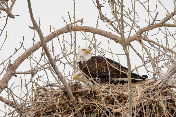 istock Bald Eagle mates at their nest with male bringing in some soft bedding 1479503287