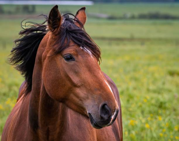 ラトビアの馬の横顔からのクローズポートレート(latvijas zirgs) - horse close up non urban scene spring ストックフォトと画像