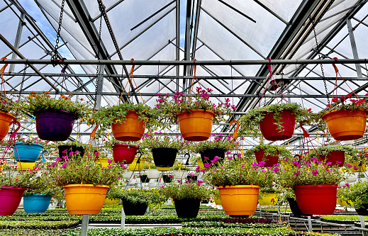 Hanging flower baskets at garden center