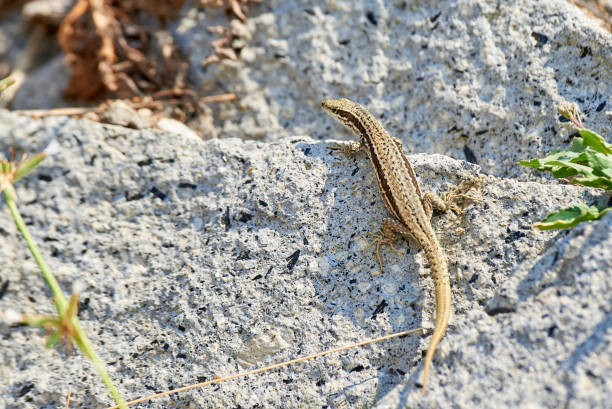 istock Common wall lizard sunbathing on a rock in the morning 1479507468