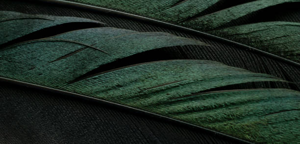 istock bird magpies feather, green background 1479510279