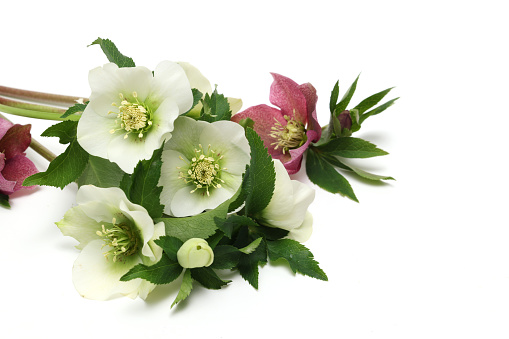 Christmas rose isolated on a white background with copy space.