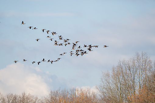 Canada Geese Flock flying in a V formation across the sky over a wooded area
