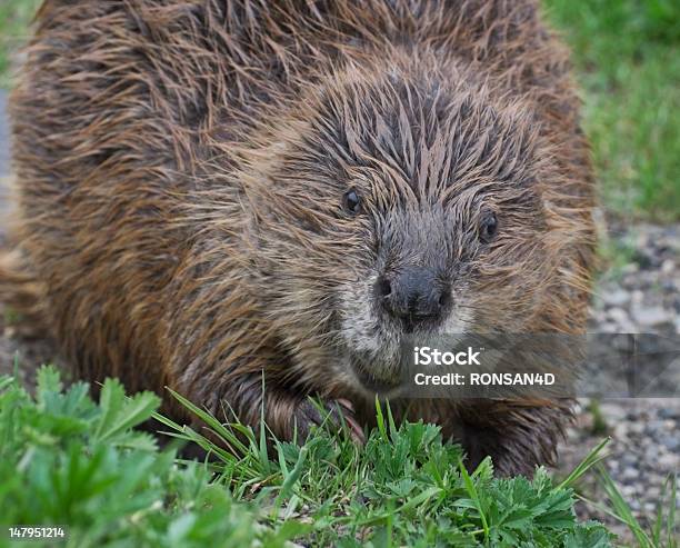Beaverashore 0명에 대한 스톡 사진 및 기타 이미지 - 0명, 동물, 동물 한 마리