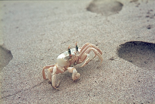 Crab.Similar photographs from my portfolio: