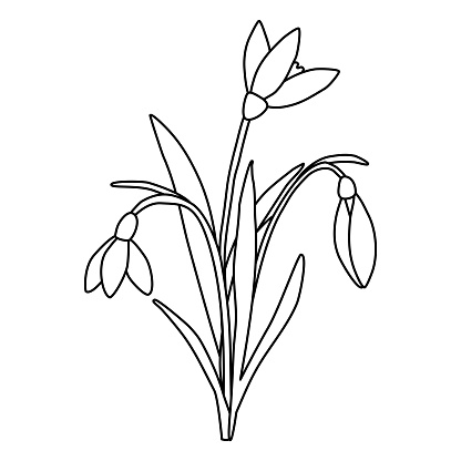 Bouquet Of Snowdrops Spring Flowers Doodle Style Flat Vector Outline ...