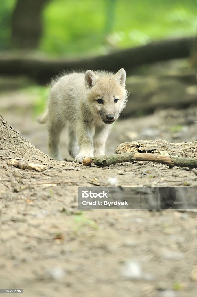 Wolf cub in forest Wolf Cub Stock Photo