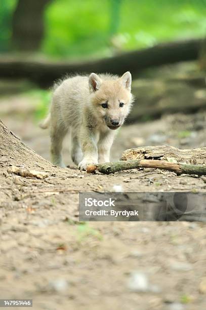 Wolf Cub In Forest Stock Photo - Download Image Now - Wolf Cub, Animal, Animal Wildlife