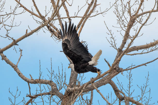 istock Bald Eagle perched and taking flight from tree on the Montana prairie, USA 1479514996