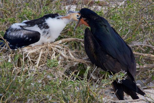 Frigate-bird feeding chick on nest Magnificent frigate-bird in the Galapagos feeding chick by regurgitating fish.  Youngster has beak right down adults throat to grab the food. fregata minor stock pictures, royalty-free photos & images