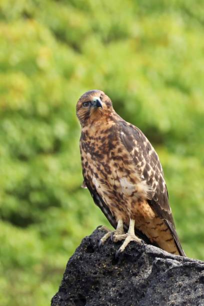 Galapagos hawk against blurred green backdrop Galapagos hawk perching on a rock against a green backdrop.  Sharp image of the bird with both colours and texture coming through strongly. galapagos hawk stock pictures, royalty-free photos & images