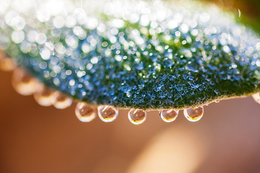 Macro close up of dew beads formed on a leaf in golden morning light