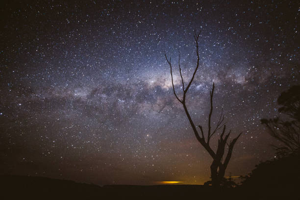 istock Milky way galaxy with silhouetted tree in foreground 1479517969