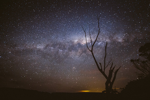 Milky way galaxy with silhouetted tree in foreground