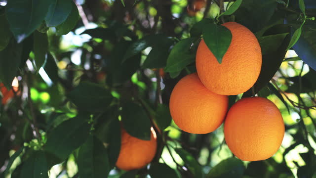 Orange fruit garden