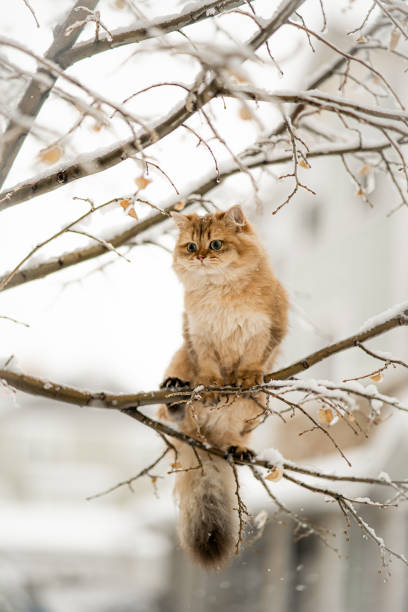 kazooie the orange scottish straight climbing trees in the snow hanging out