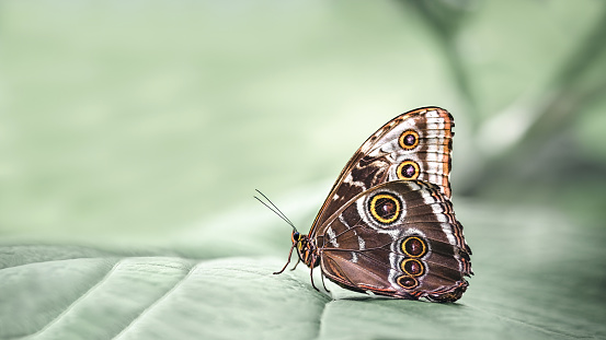 closeup photo of White butterfly on the leaf