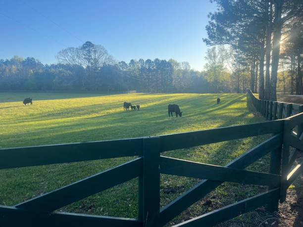 istock “The Grass Is Always Greener Where You Water It” 1479519495
