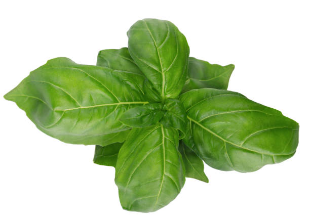 istock Green basil leaves, isolated on white background. Ocimum basilicum. 1479519755