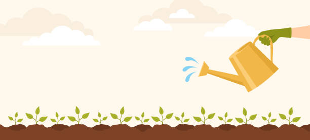 istock A hand in a rubber glove watering the beds with plant sprouts from a watering can. Flat vector illustration 1479519889