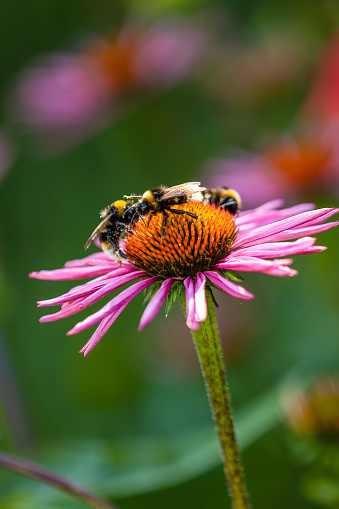 Three bumblebees (bombus) harvesting pollen on a coneflower (echinacea) with slim pink petals