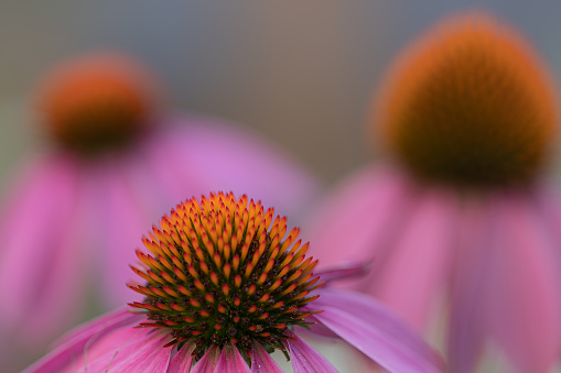 Close-up view at three coneflowers (echinacea) with pink petals in full bloom - focus on one flower in the foreground