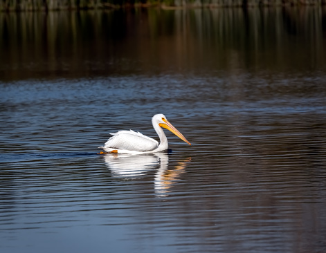 American white pelican reflection swimming in water at irvine california, san joaquin marsh wildlife sanctuary on sunny spring day