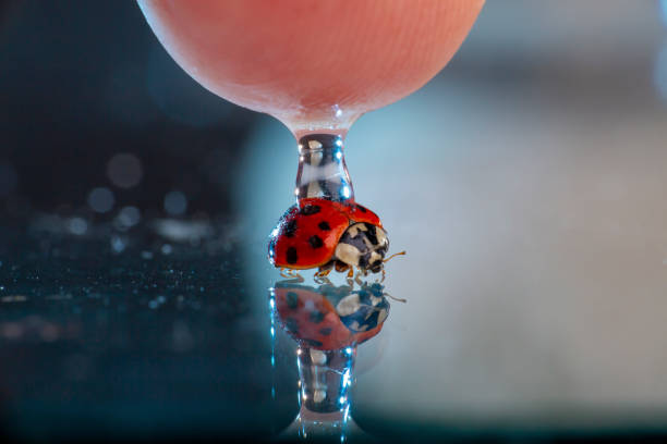 Red Biedronka with a droplet on the back of a mirror reflection