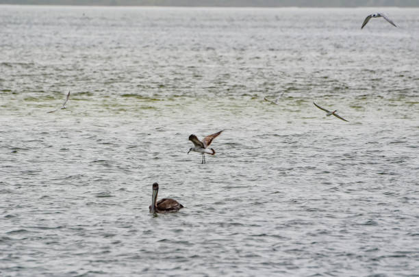 istock Coastal Wildlife - Pelican and Seagull 1479527854