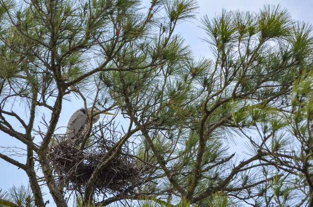 istock Coastal Wildlife - Great Blue Heron 1479528082