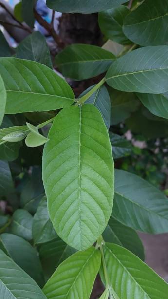 istock Guava leaves close up 1479528380