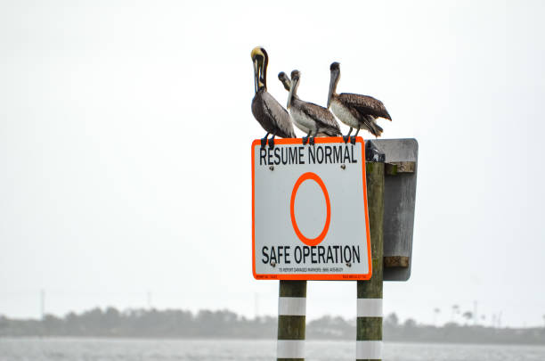 istock Coastal Wildlife - Pelican Party 1479528434
