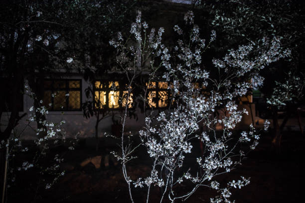 istock Apricot tree flowers with soft focus. Spring white flowers on a tree branch during night time. Apricot tree in bloom. 1479528589