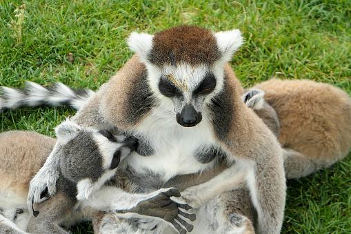 Lemur family, a mother and two adorable creatures, breastfeeding in a park in captivity, far from Madagascar. Comic and tender wildlife image.