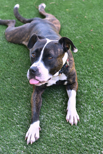Silly Ida lying down on the turf at Prairie Paws Animal Shelter with her tongue out.