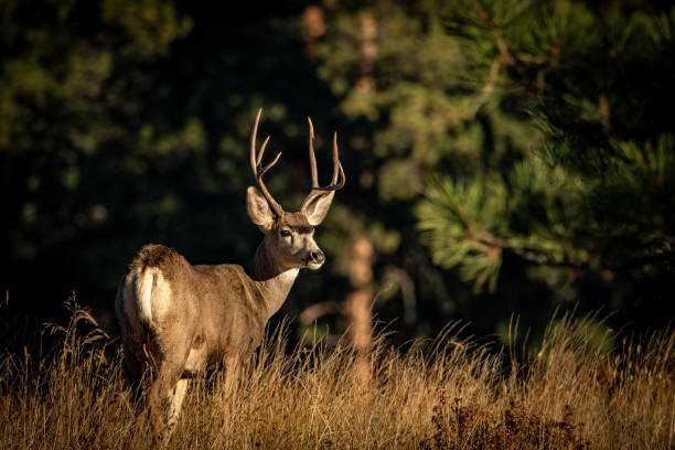 Mule Deer Buck Watching stock photo