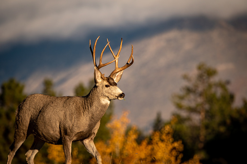 With burrs stuck on his head, a wild mule deer stag with antlers stands in Roxborough State Park Littleton Colorado.