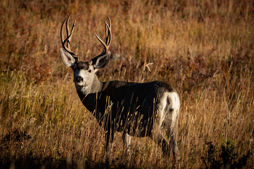 A mature mule deer buck stands in a field looking at the camera