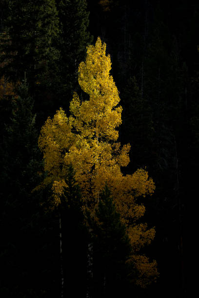 Aspen Tree in a Forest stock photo