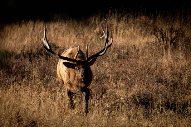 Curious Bull Elk stock photo