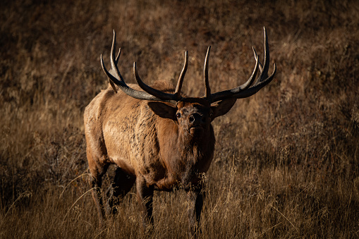 A large mature antlered bull elk raises it's nose to smell the air while watching the camera.